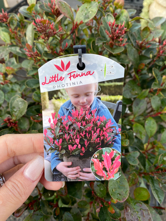農場創業祭 No.26014 ベニカナメモチ リトルフェンナ 7号おすすめ白ポット