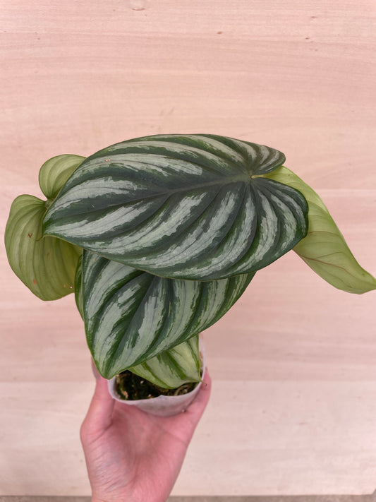 No.27002 フィロデンドロン プロウマニー ウォーターメロン 2号苗ポット