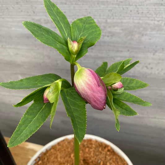 No.12013 クリスマスローズ ホワイトゴールドプラ鉢