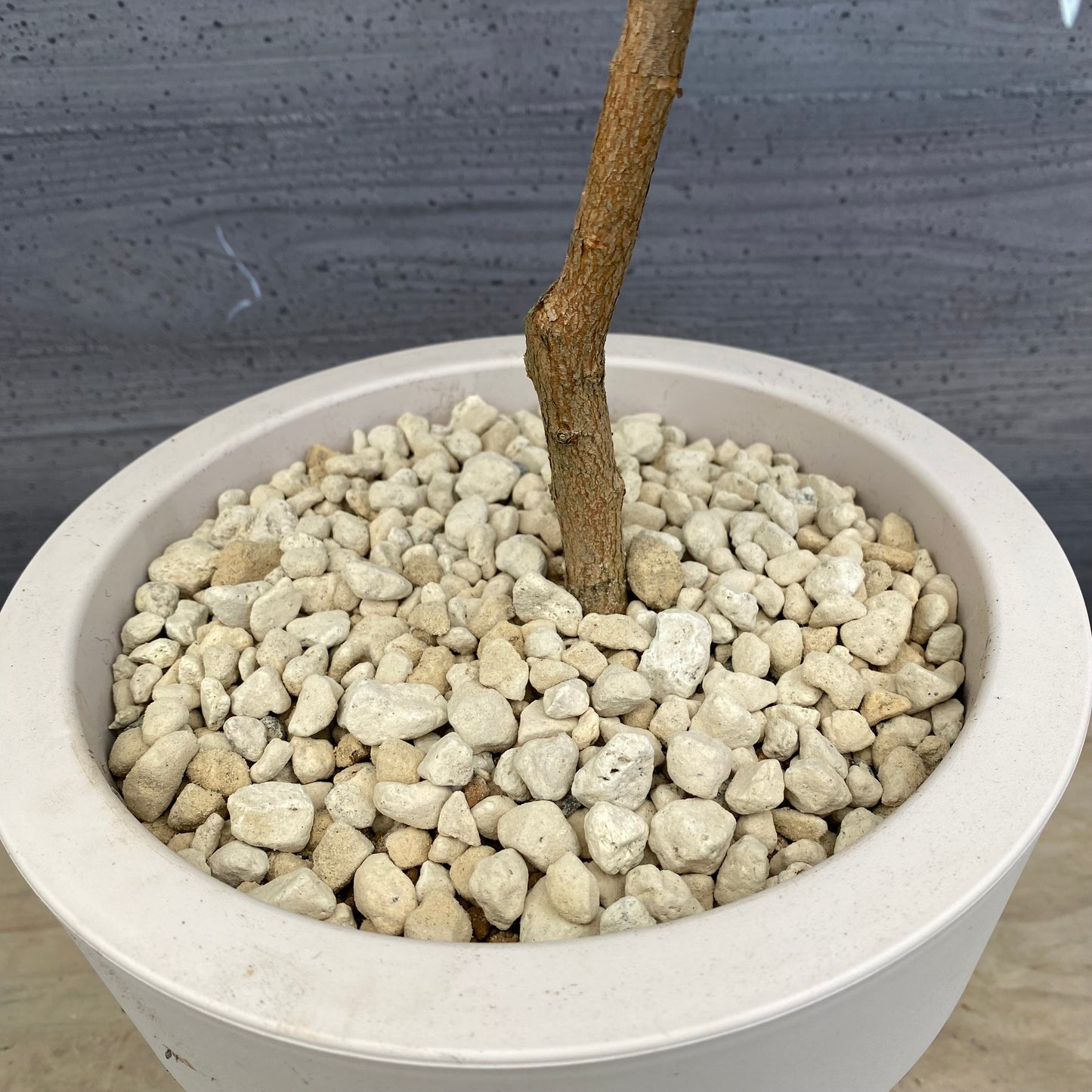 フェイジョア 7号オリジナルポット