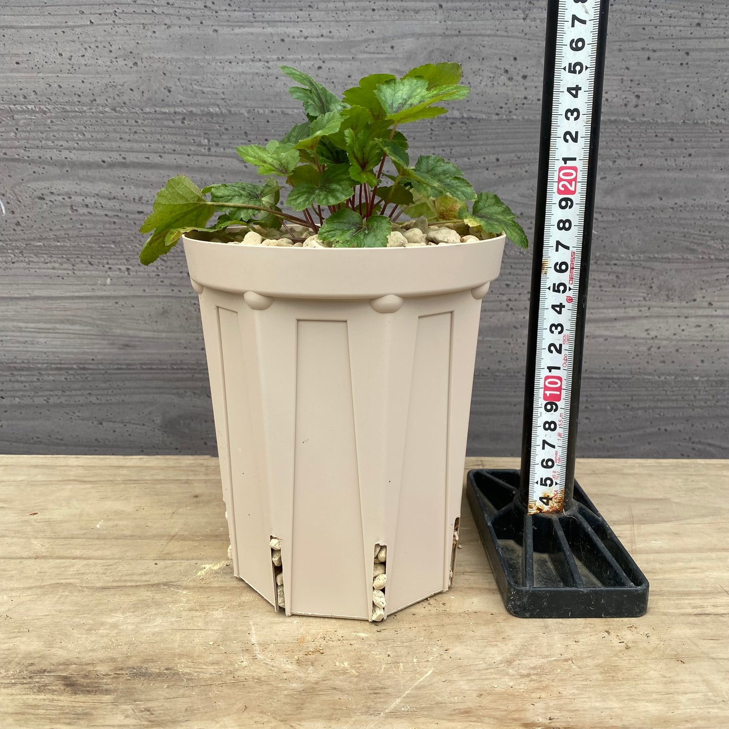 ヒューケレラ ピンクレボリューション 5号スリット鉢/オリジナル色