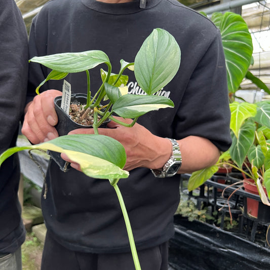 URBAN JUNGLE特集★U26 モンステラ アカコヤグウェンシス 2号鉢