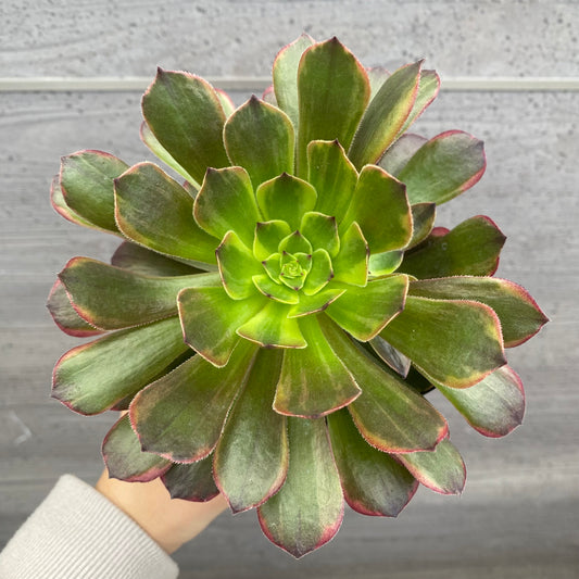 No.08010 アエオニウム アンナニシキ 3.5号苗ポット