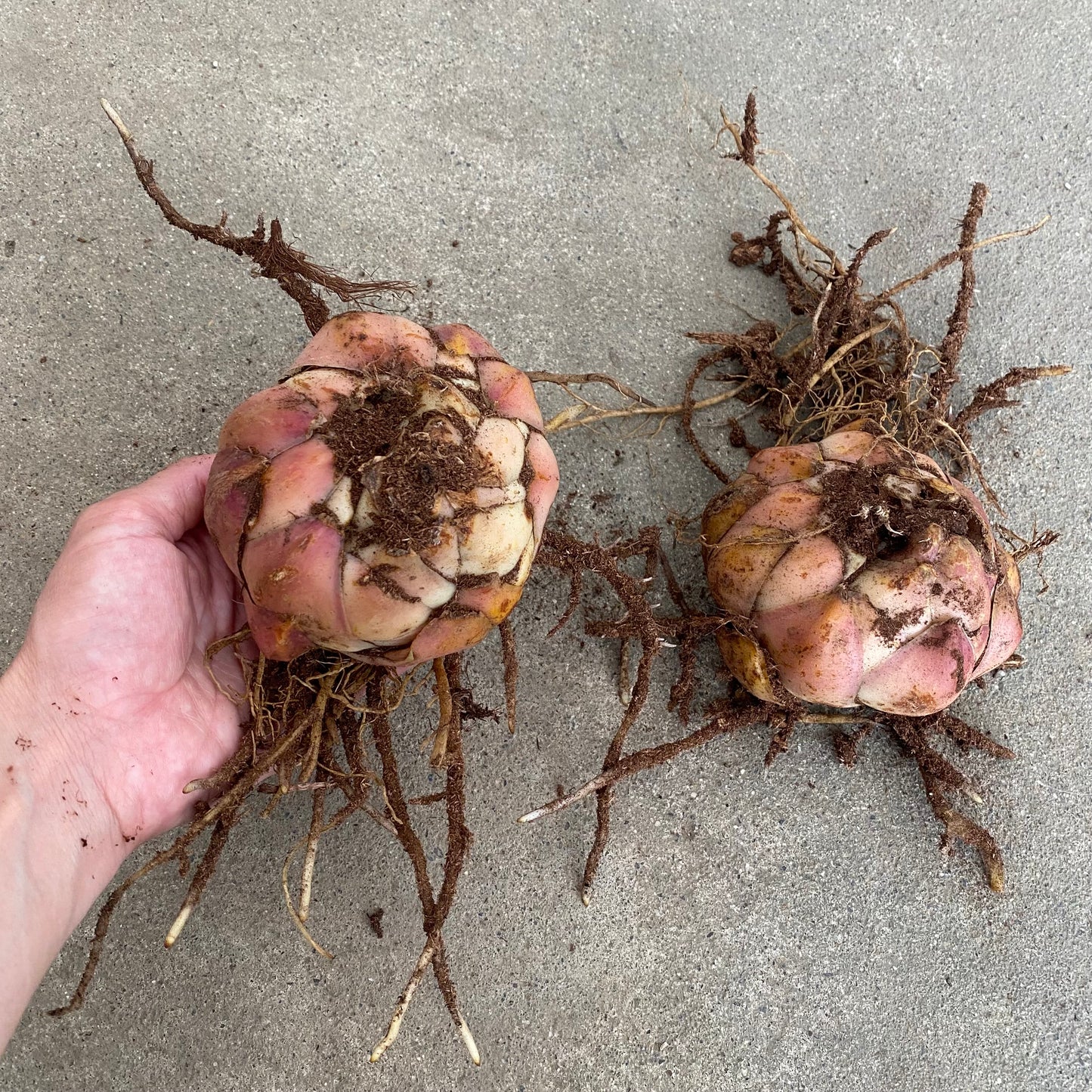 超特大球(茨城県産) ピンクユリ球根(テーブルダンス) 2球セット