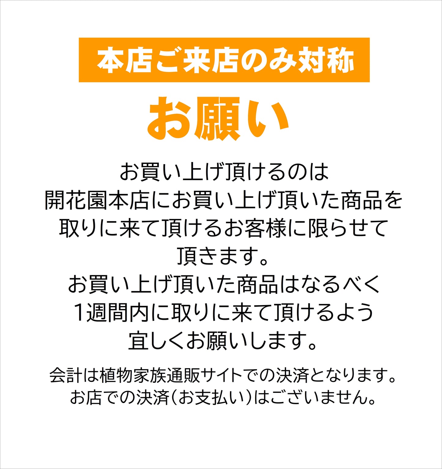 11/2 本店  即売会 みわ様売約 パンパスグラス