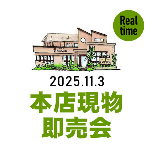 11/3 本店 RIALTIME即売会  use-gt1uh3ow4w様売約 実生パキラ斑入り