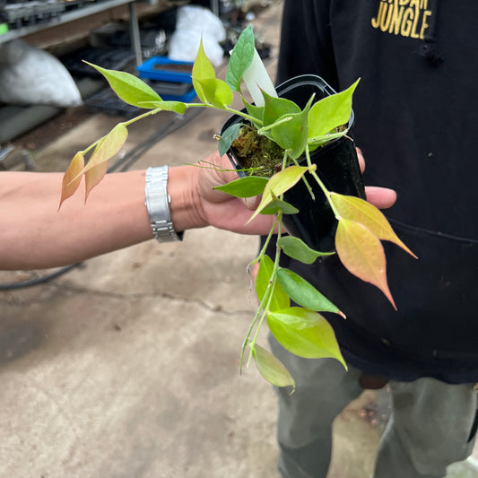 URBAN JUNGLE特集★U02 セラトステマ グアラクインゼンシスラチニアータ