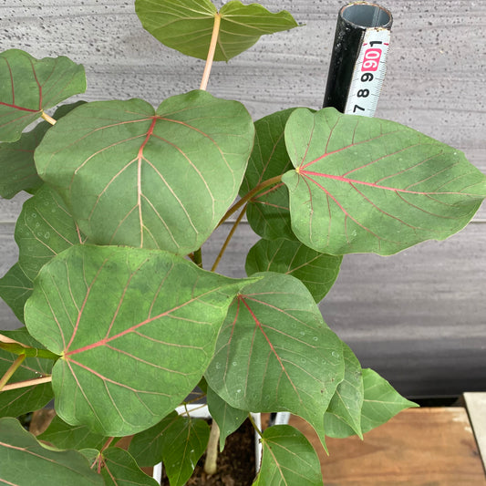 市場仕入れ即売会 No.25067 フィカス ペティオラリス 7号鉢