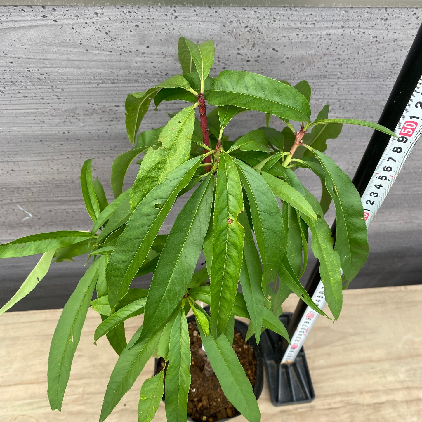 矮性桃 みきドワーフ 5号苗ポット ★1本で結実します