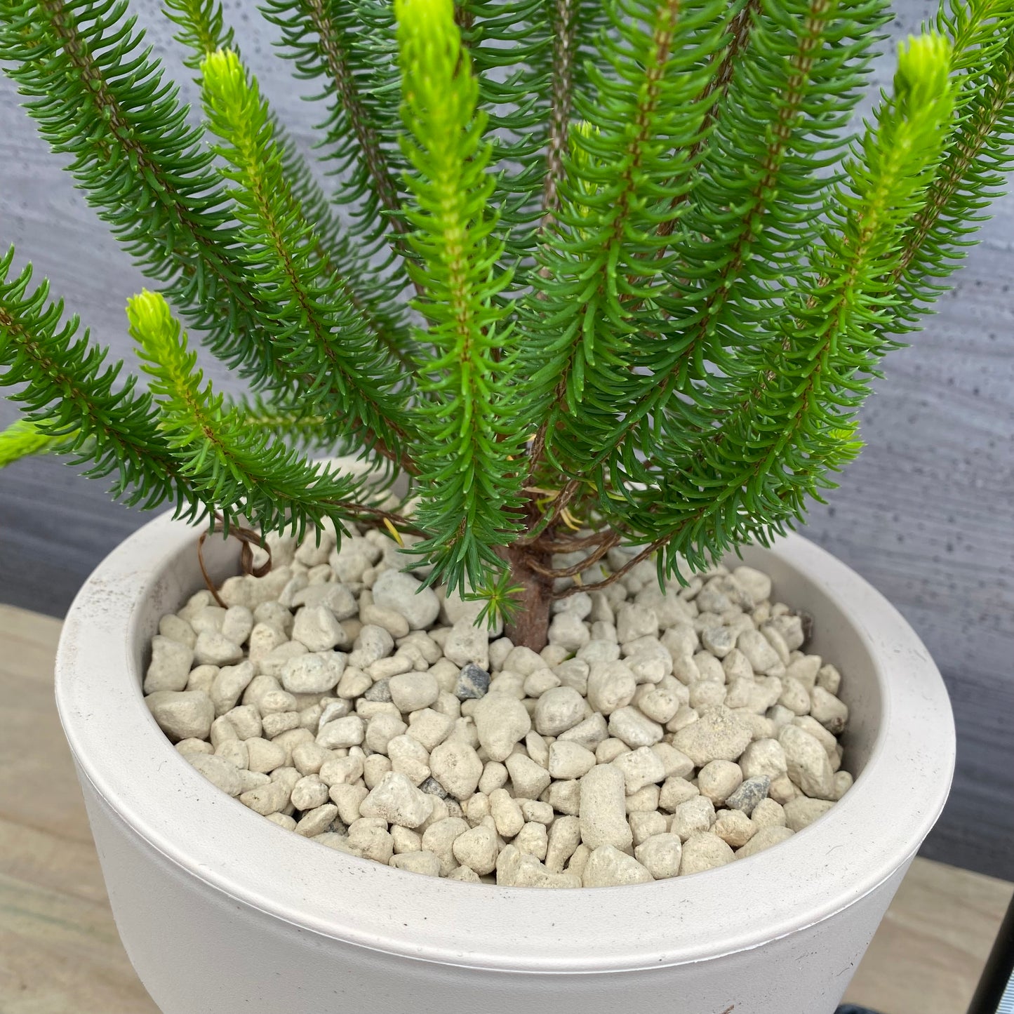 エリカ セシリフローラ 6号オリジナルポット