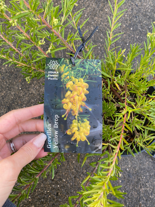 農場創業祭 No.26036 グレビレア イエロードロップ 5号鉢