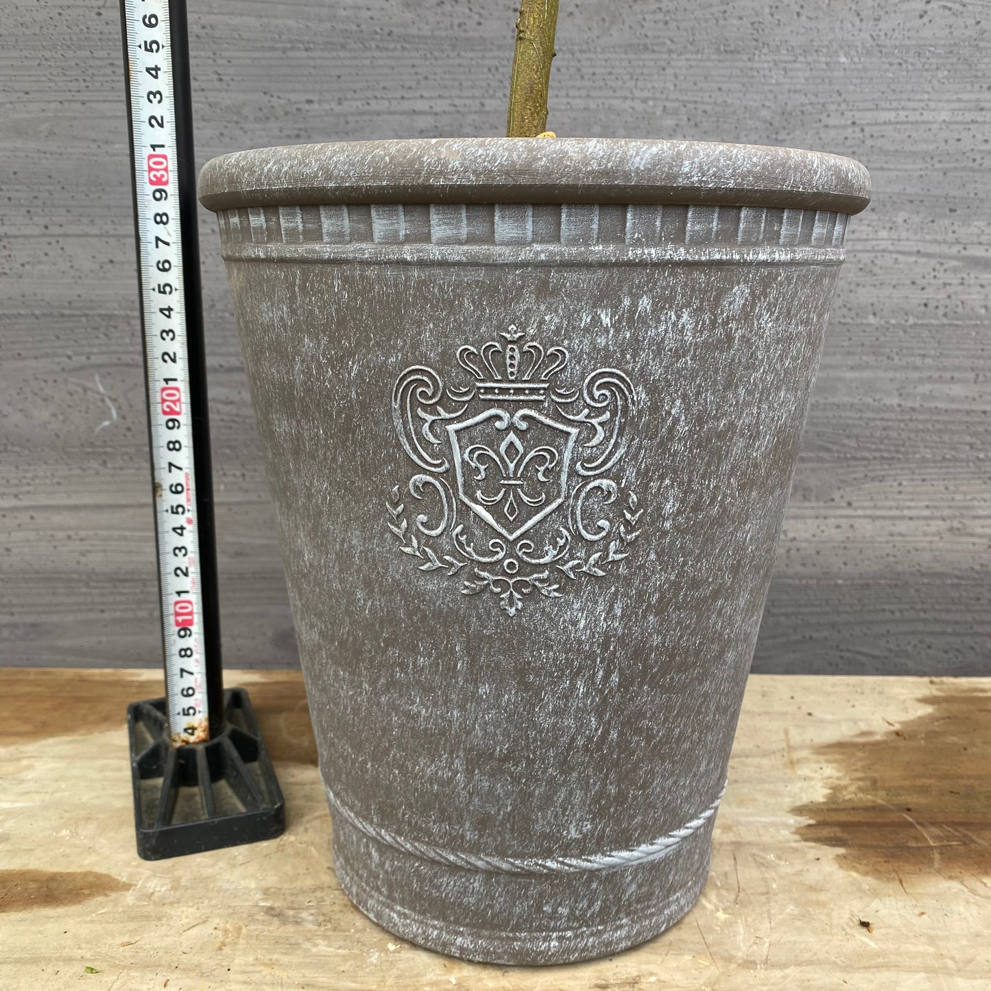 No.12035 アカシア グレープラ鉢