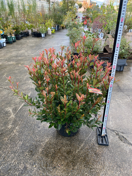 農場創業祭 No.26003 ベニカナメモチ チコ 8号苗ポット