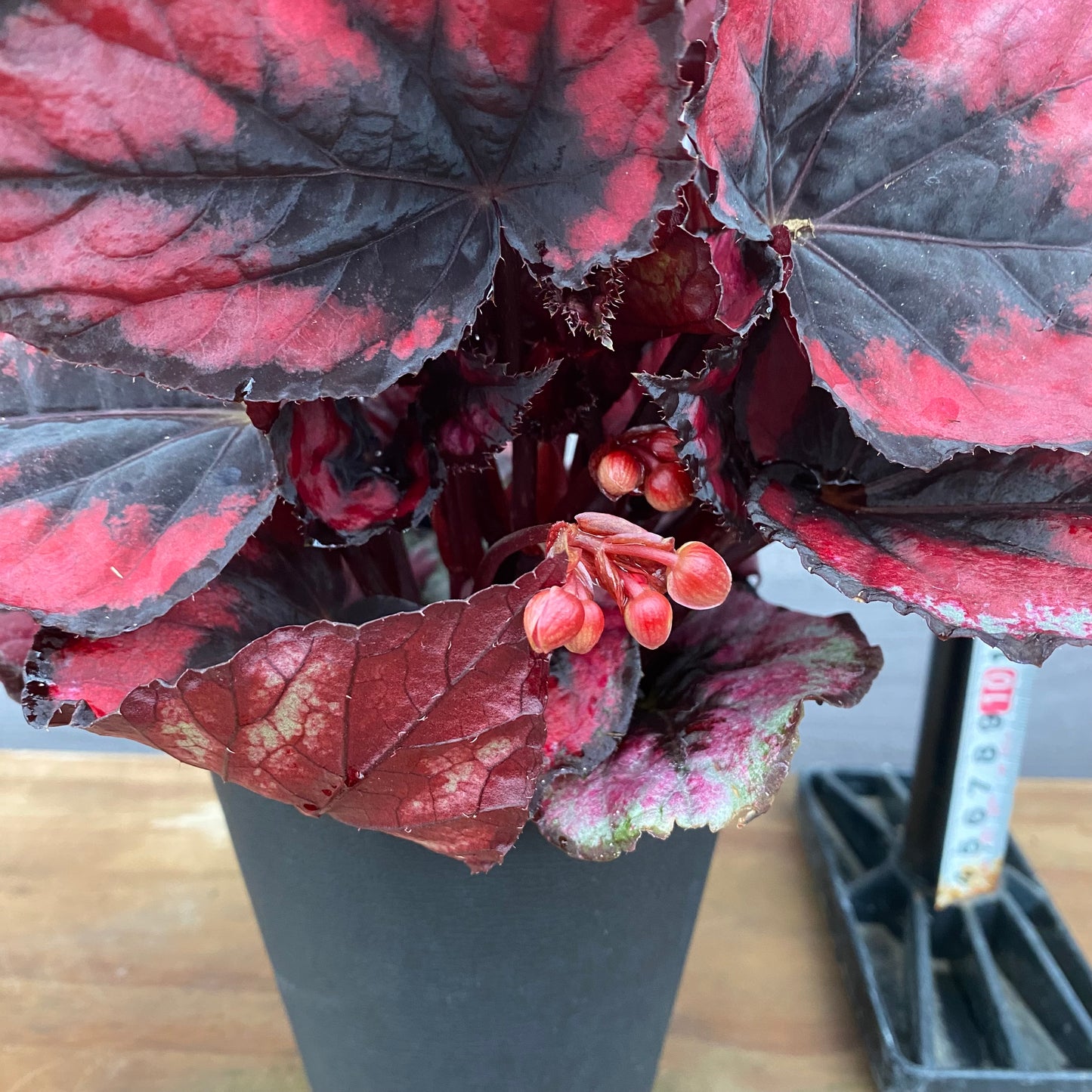 市場仕入れ即売会 No.25010 レックスベゴニア ヨウロウノハル 4号鉢