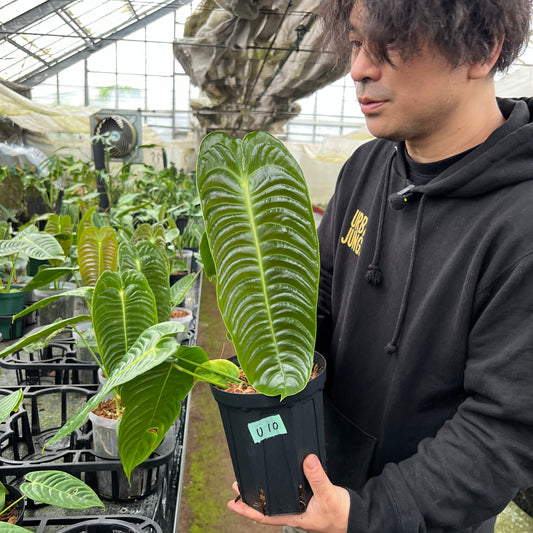 URBAN JUNGLE特集★U10 アンスリウム ベイチー 5号鉢