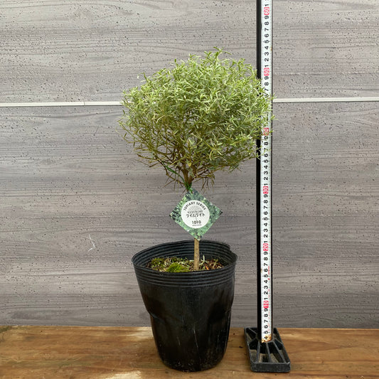 市場仕入れ即売会 No.25076 メラレウカ ライムライト 6号苗ポット