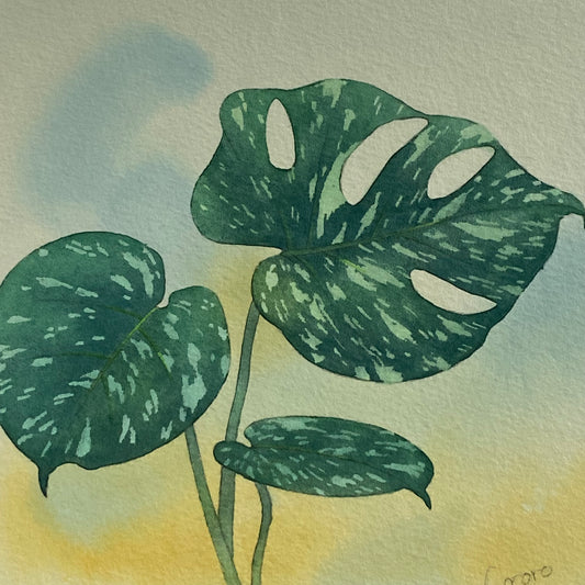 原画★モンステラ タイコンステレーション 20×20cm