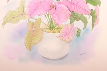 原画★シンゴニウム ネオン