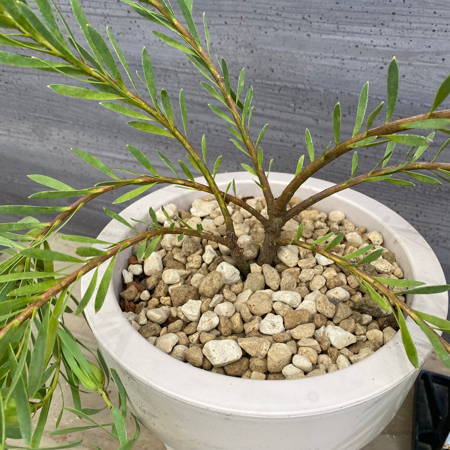 リュウカデンドロン イエローデビル No.1 オリジナルポット