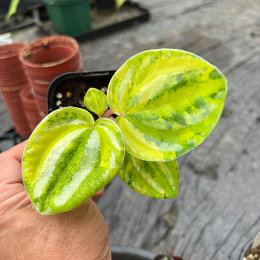 URBAN JUNGLE特集★U43 ペペロミア ネオン 3号鉢