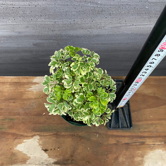 市場仕入れ即売会 No.25022 ポリシャス 4号鉢