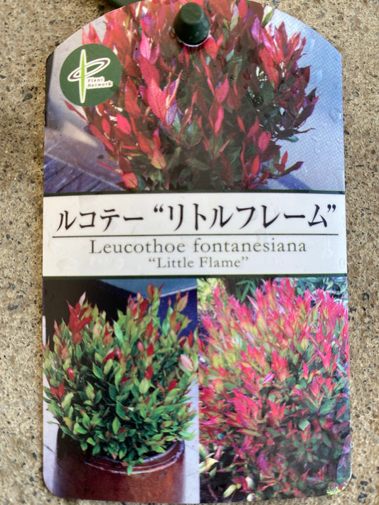 岡本緑花特集 ルコテー リトルフレーム 5号苗ポット