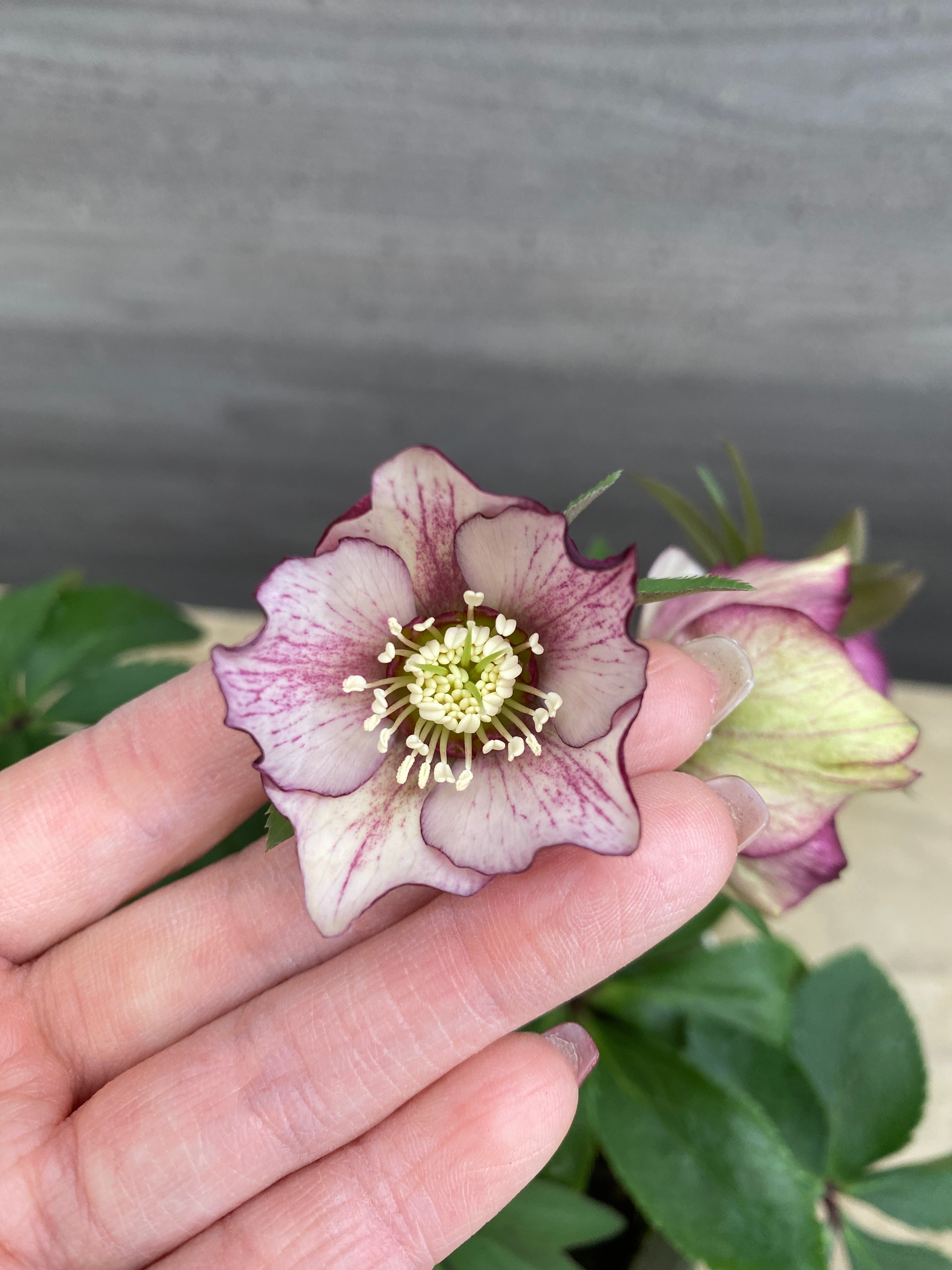 M057 ハイブリッドクリスマスローズ シングル 5号鉢 – 植物家族