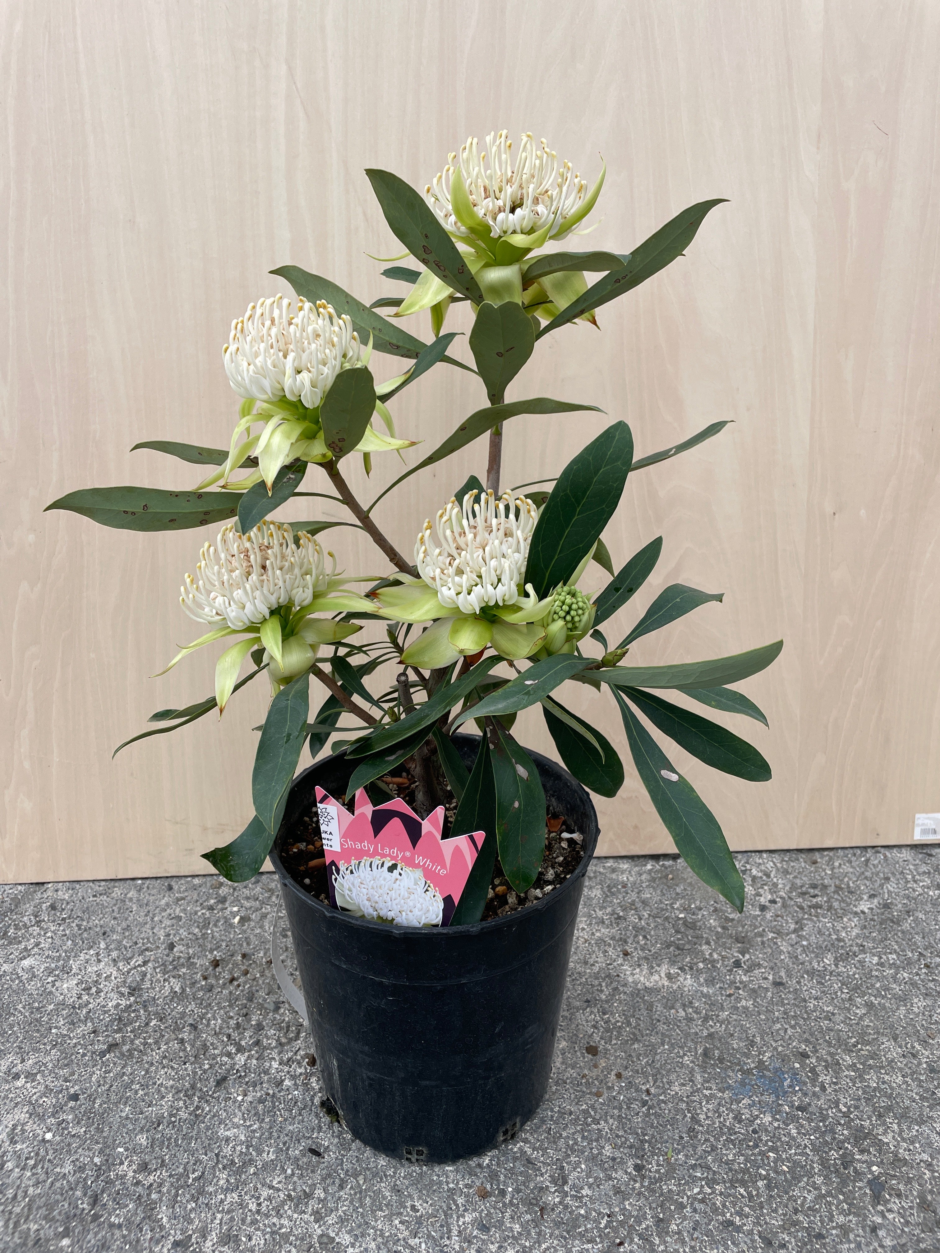 No.22057 テロペア シャディレディホワイト 7号鉢 – 植物家族