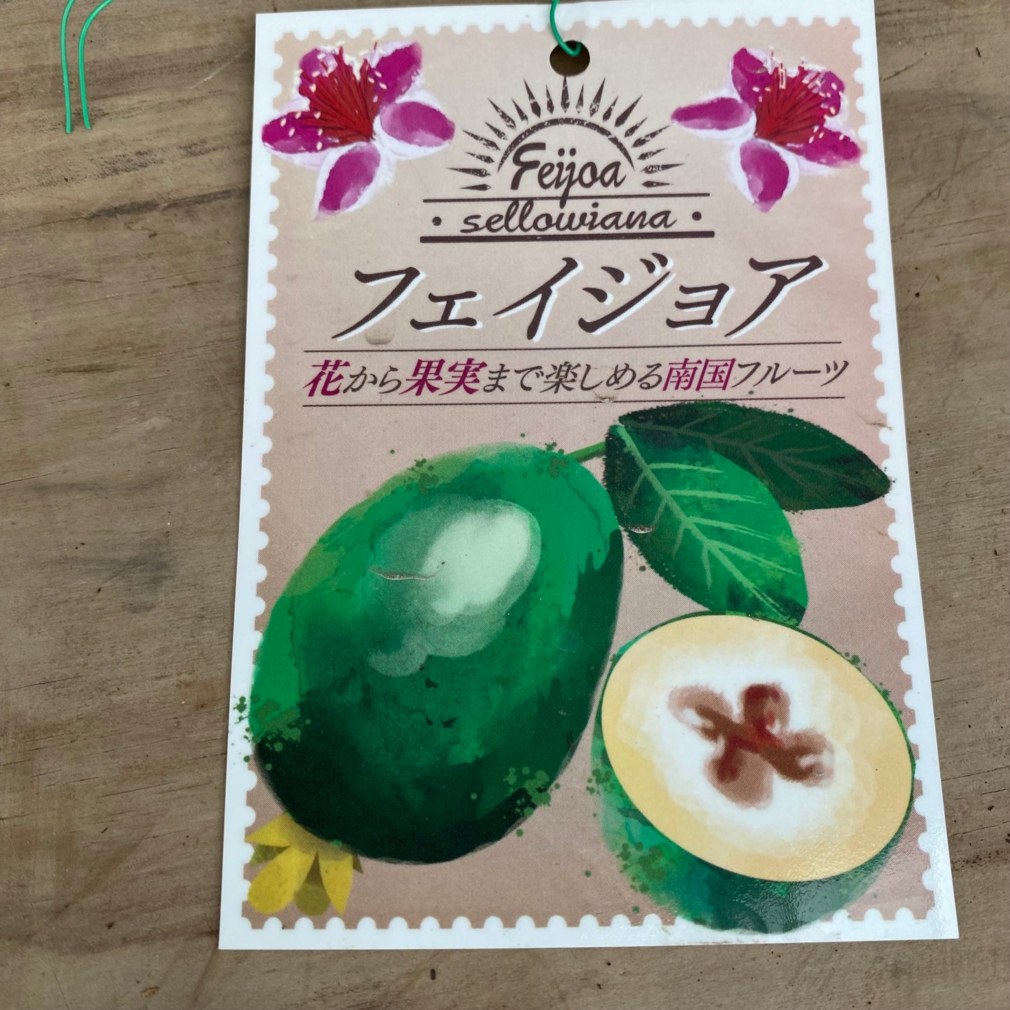 No.14011 フェイジョア 5号鉢