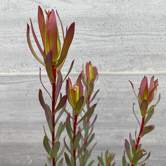 No.12004 リューカデンドロン アミー 5号鉢