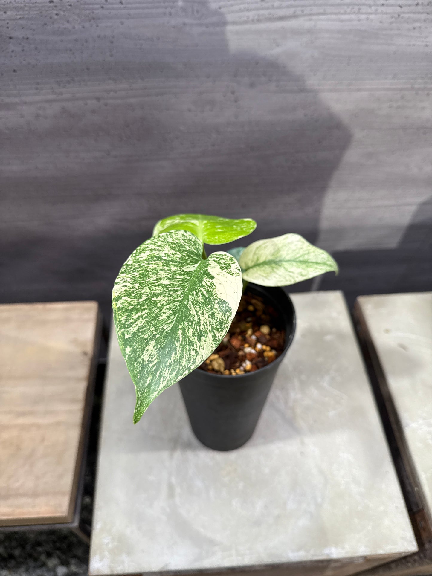 モンステラ デリシオーサ ホワイトモンスター 3.5号ロング鉢社長植栽済み