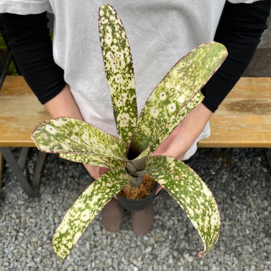 No.26031 ビルベルギア Casablanca Bromeliad Cultivar Register 硬質ポット