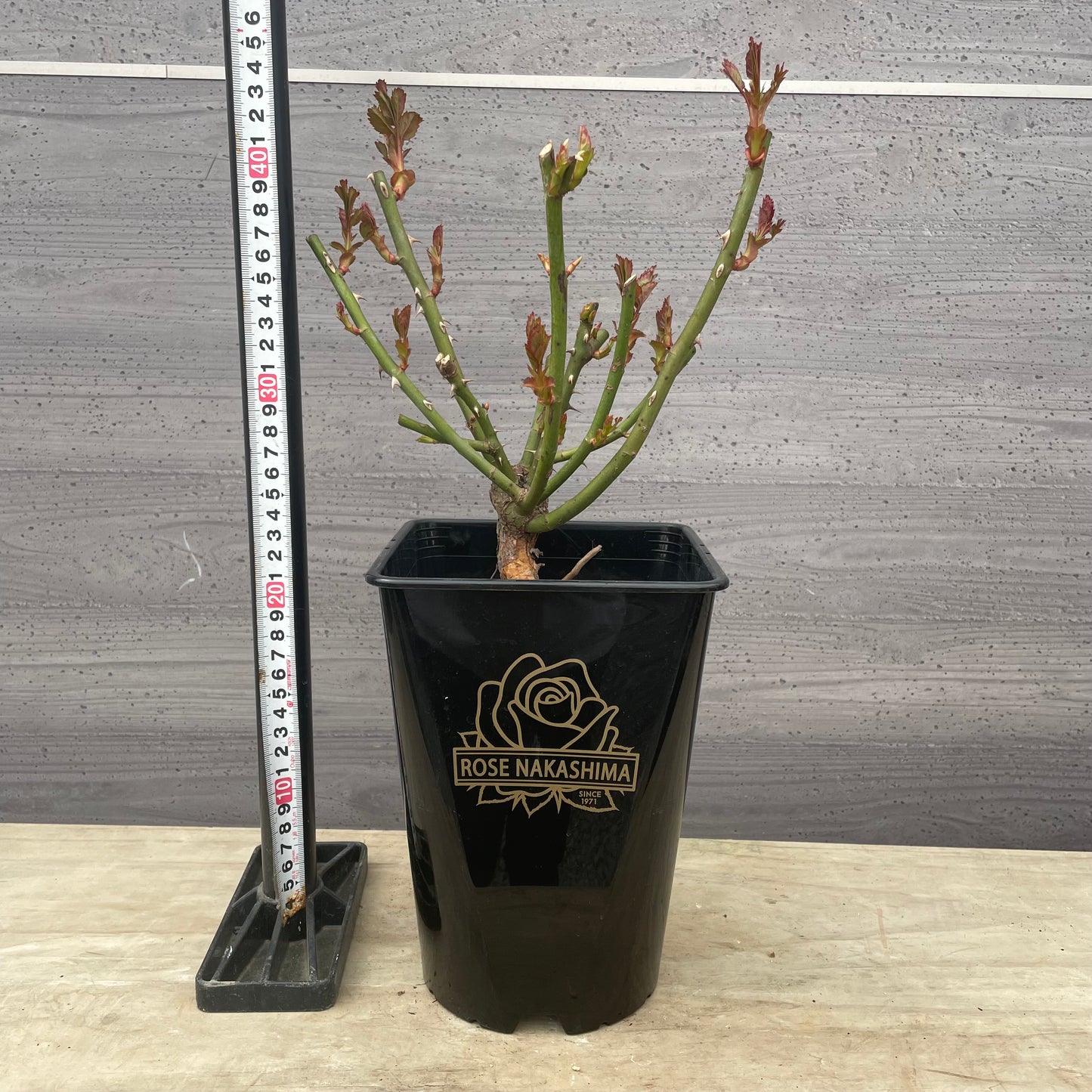 ローズなかしま★フレグランスローズ マリアベール 5号鉢