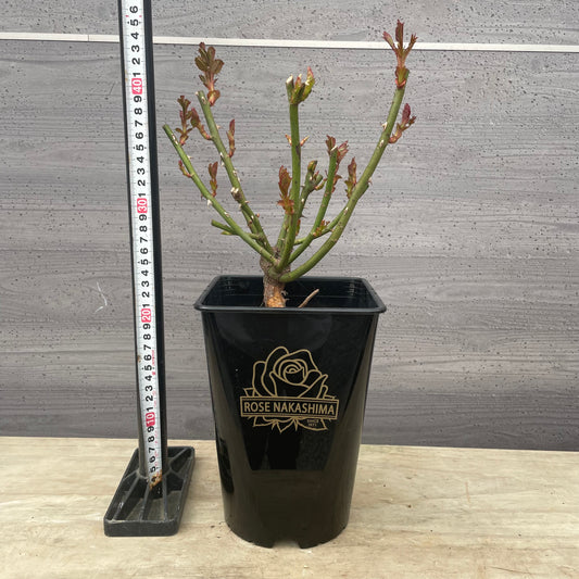 ローズなかしま★フレグランスローズ マリアベール 5号鉢