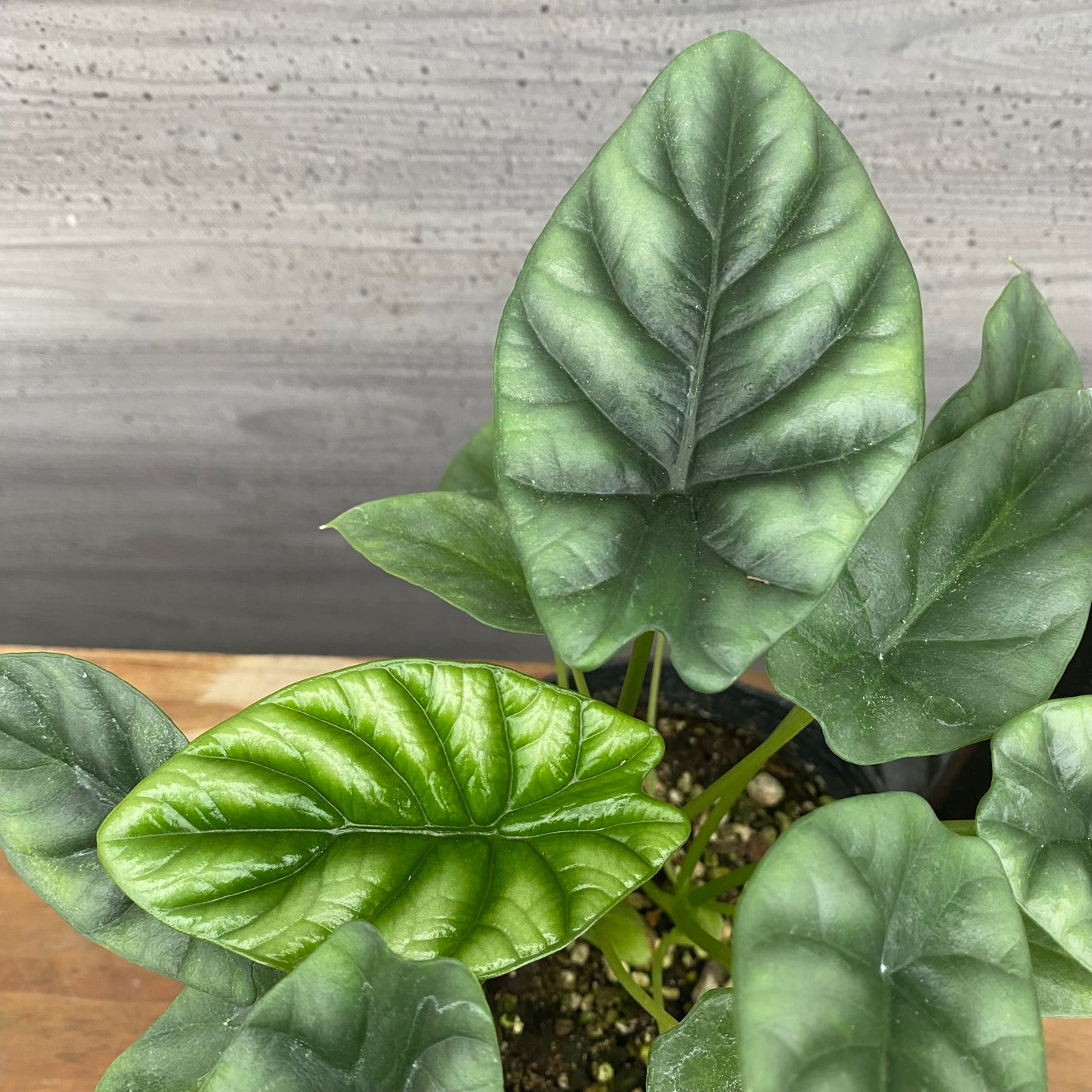 市場仕入れ即売会 No.25042 アロカシアA 4号苗ポット