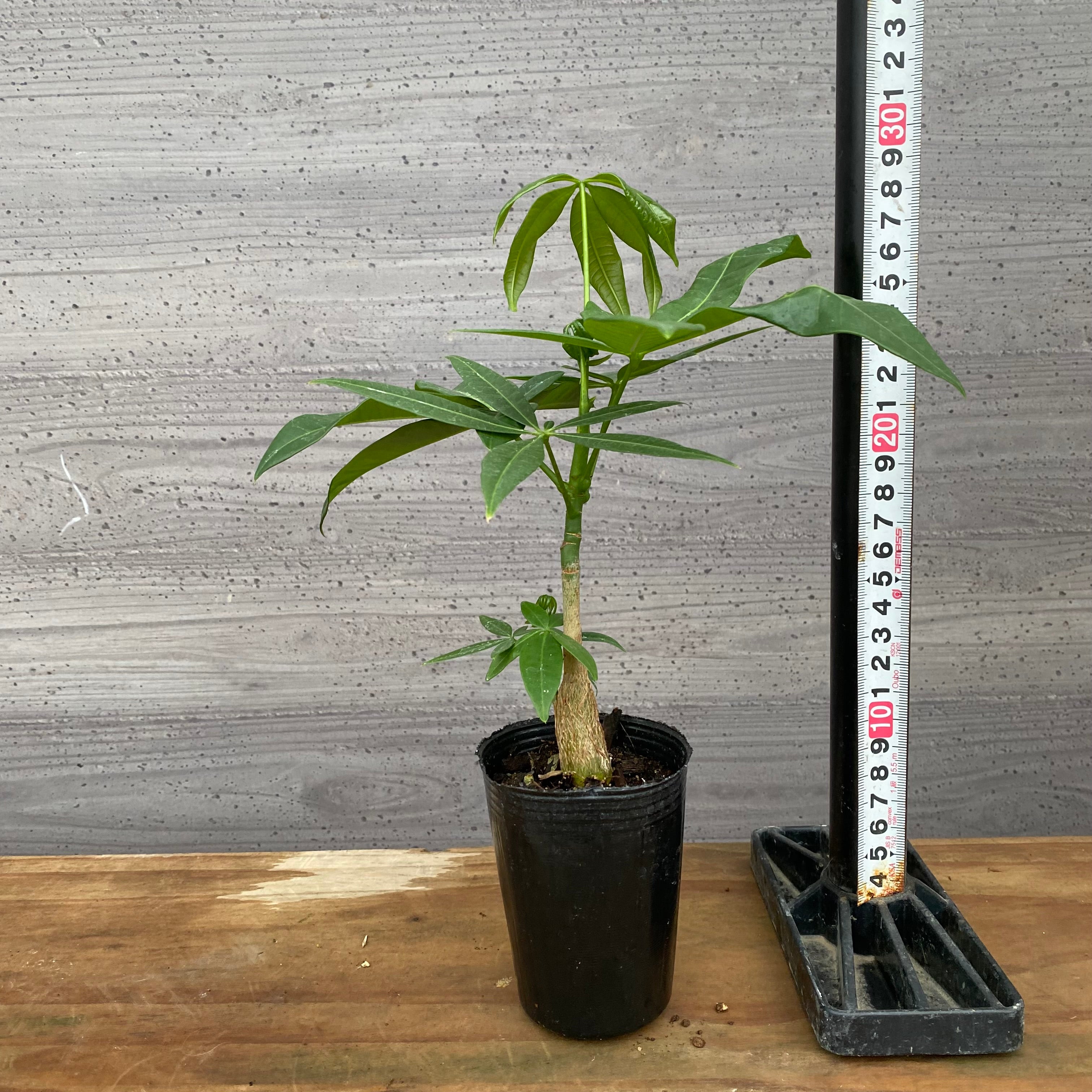 市場仕入れ即売会 No.25017 実生パキラ 2号苗ポット – 植物家族