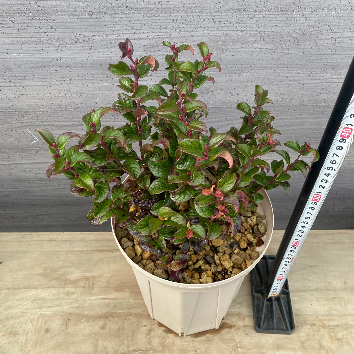 ルコテー カーリーレッド 7号スリット鉢/オリジナル色