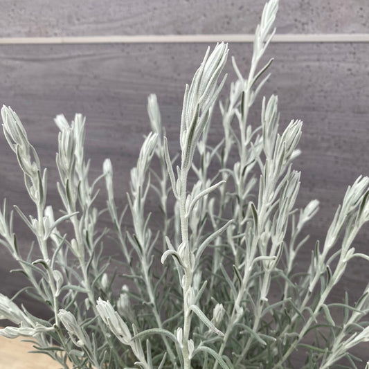 No.1312 エレモフィラ ニベア 5号鉢