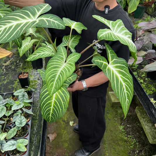 URBAN JUNGLE特集★U27 フィロデンドロン キサントソーマリンデニー 5号鉢