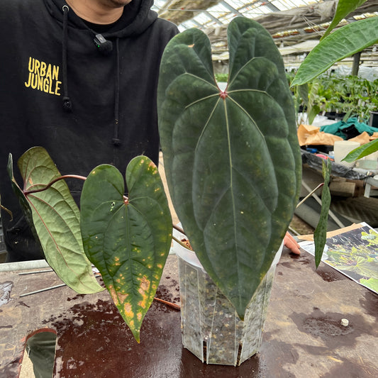 URBAN JUNGLE特集★U53 アンスリウム エースオブスペード 5号鉢