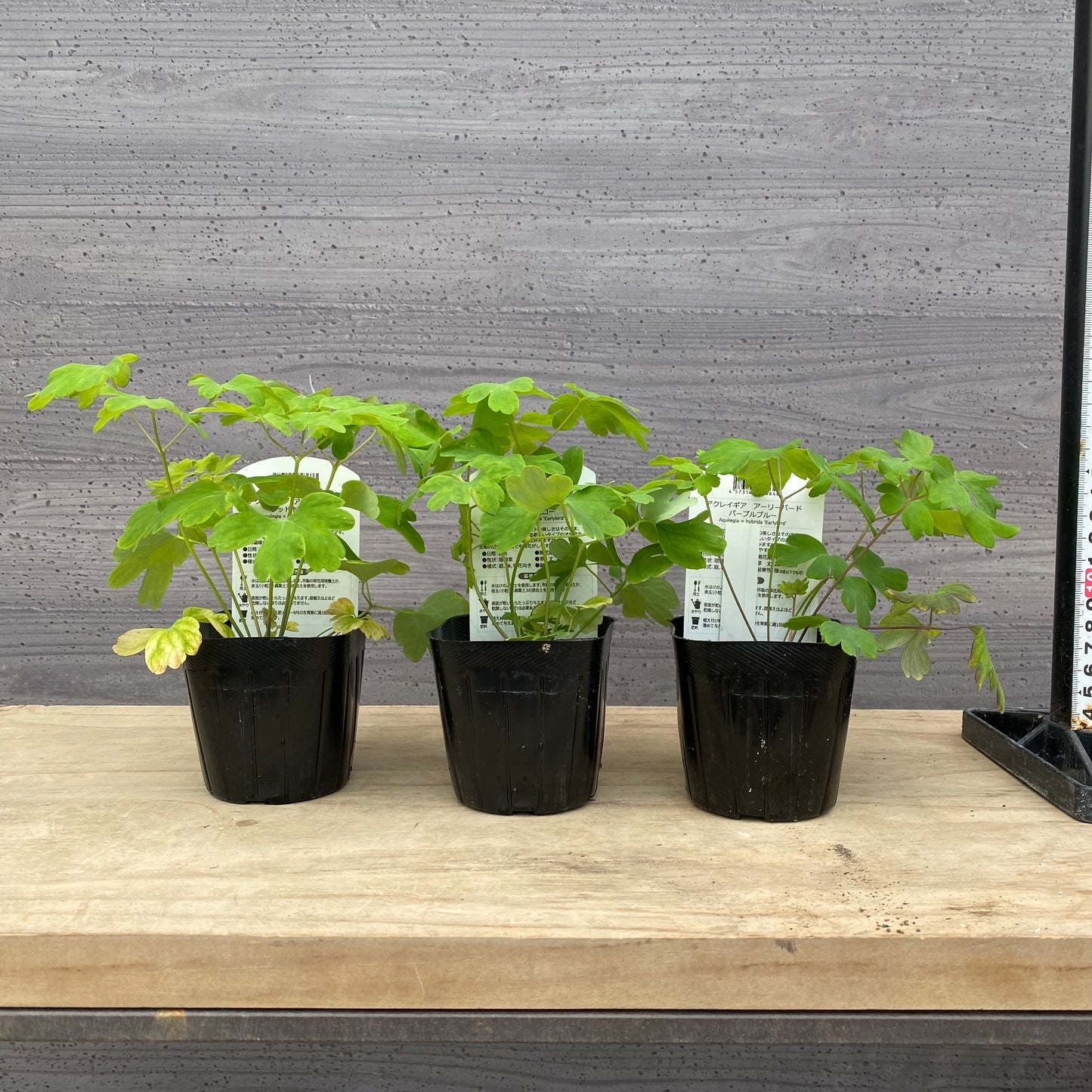 アクレイギア アーリーバード 3号苗ポット 3色セット