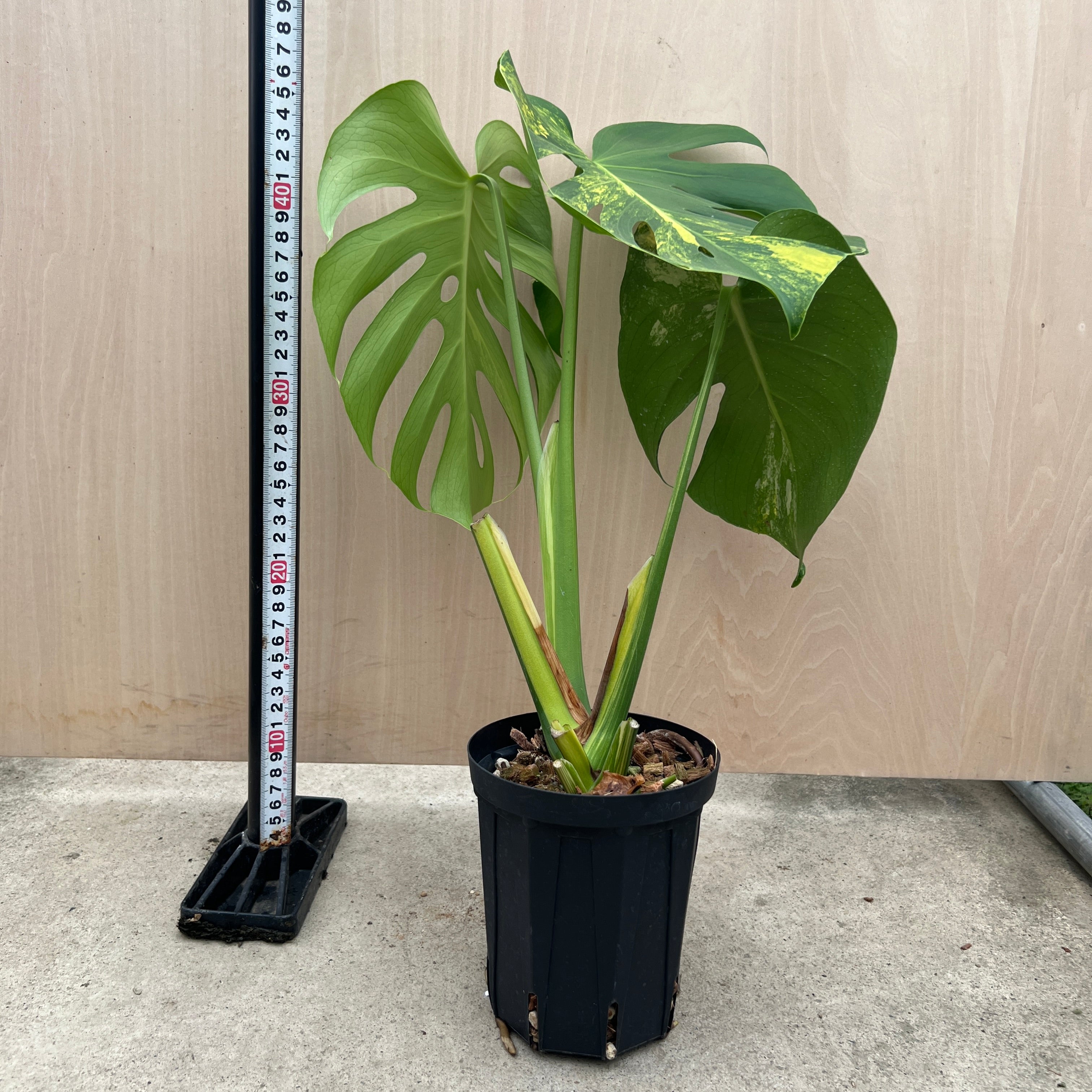 モンステラ イエローマリリン 鉢ごと発送 No.21067 モンステラ イエローマリリン 4号鉢 – 植物家族