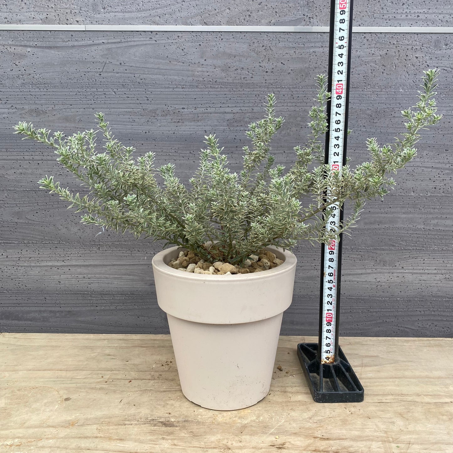 かよかよ様売約★ウエストリンギア スモーキーホワイト オリジナルポット