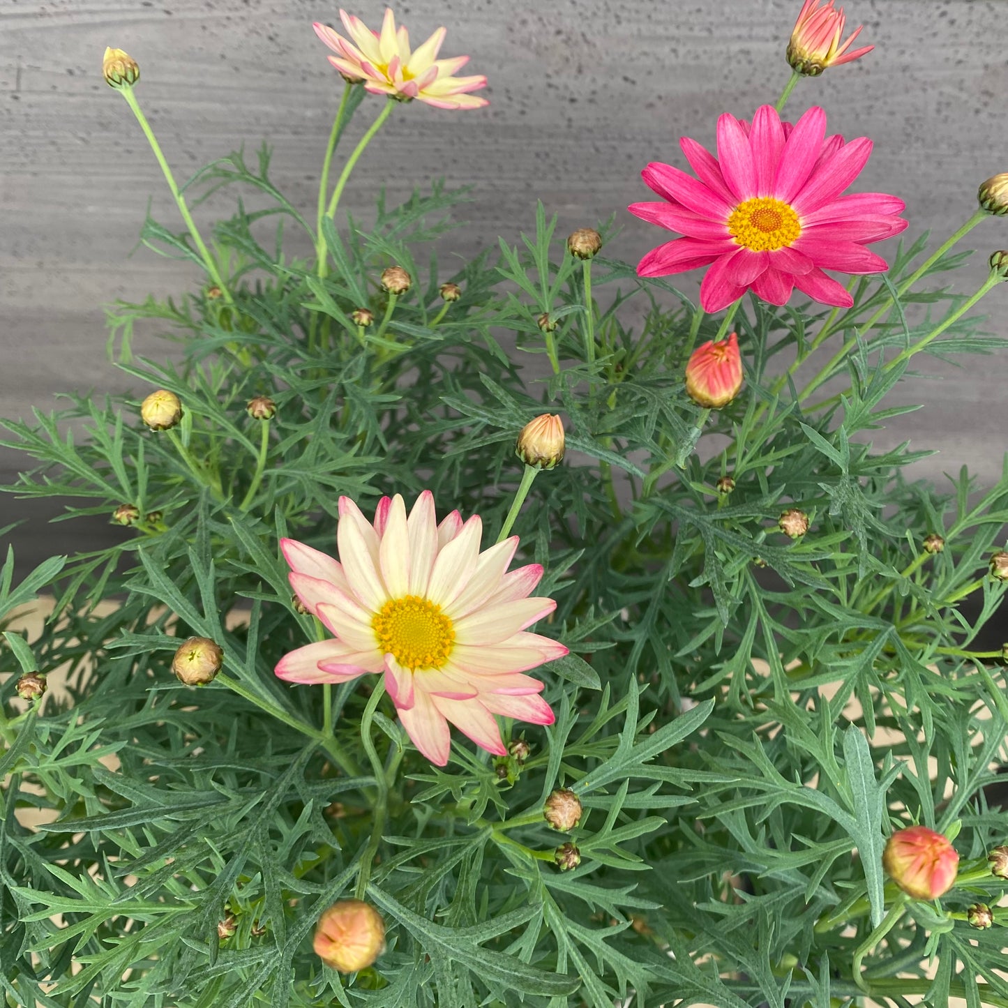 No.23002 マーガレット シンプリーコーラル グレープラ鉢