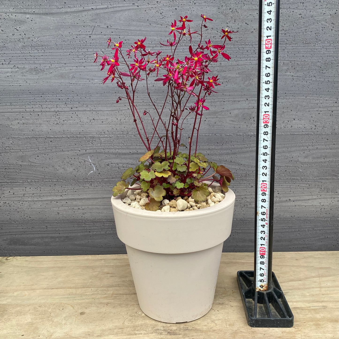 西洋大文字草 ターリー 6号オリジナルポット