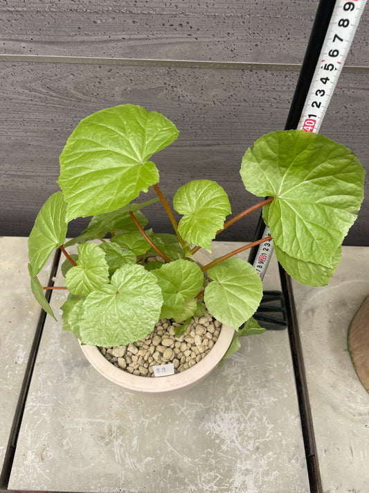 花郷園★木立性ベゴニア Golden Girl 6号ポット植替え済み