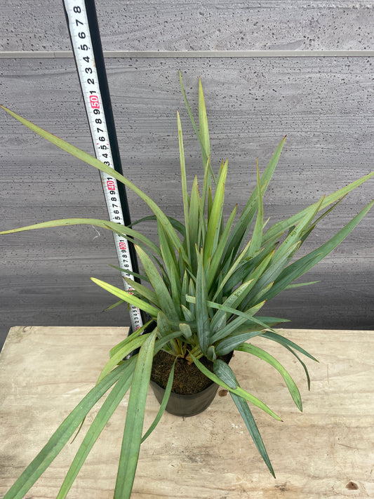 No.06011 岡本緑花 ディアネラ レポルタ ブルーストリーム 5号苗ポット