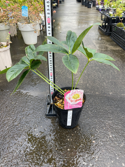 M39 クリスマスローズ ピコティ八重 4.5号苗ポット