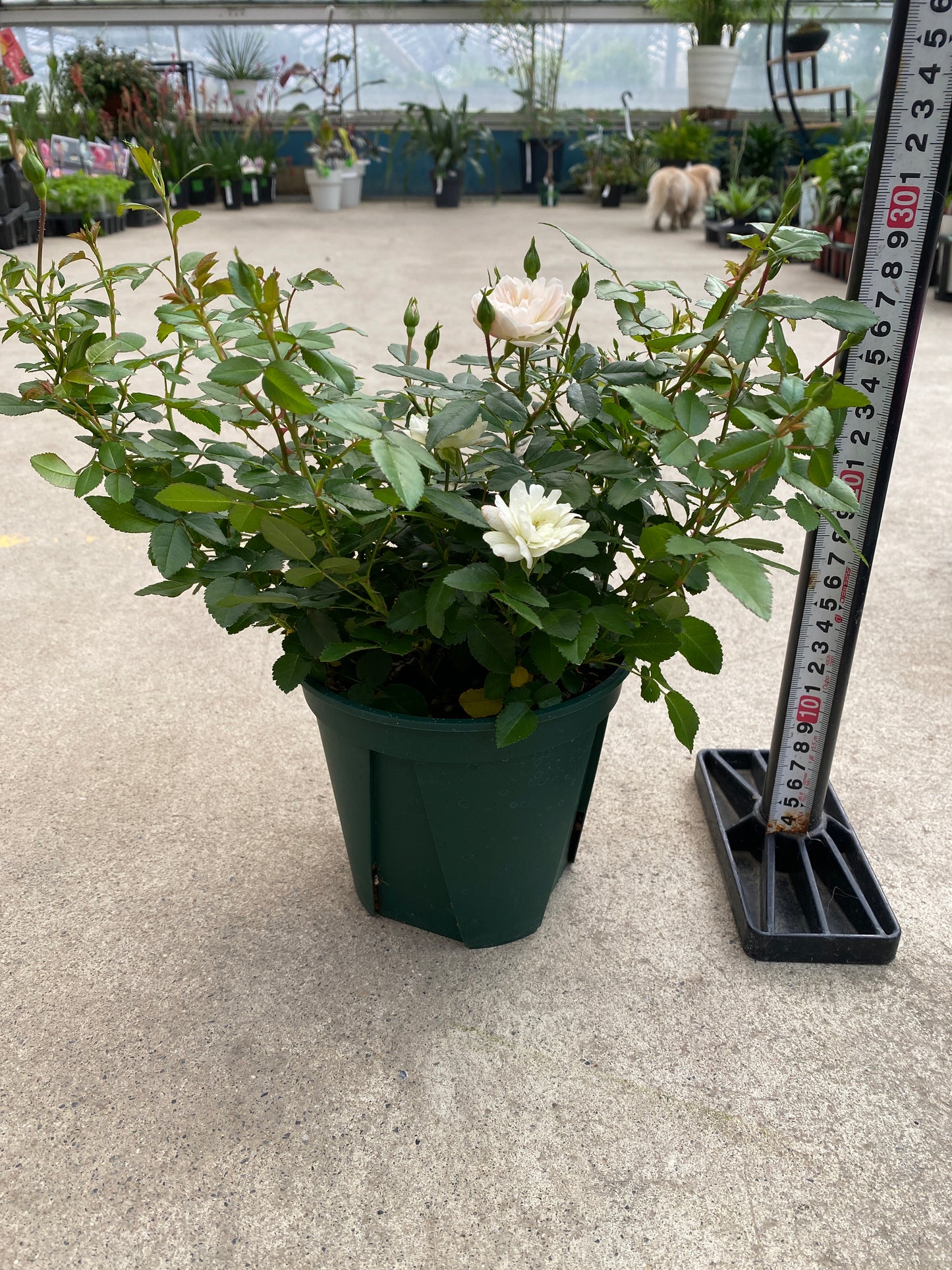 No.28022 ミニバラ グリーンアイス 5号鉢