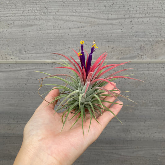 市場仕入れ即売会 No.25054 ティランジア イオナンタ